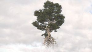 マリアグラツィア・ポントルノ 《天空のレバノン杉》